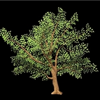 树的一年四季-180