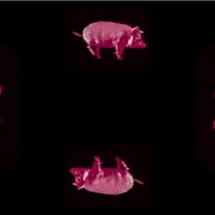 动物昆虫集锦-倒