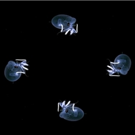 海底水母类合集